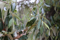 Theridion pyramidale