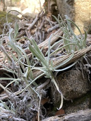 Pseudognaphalium beneolens