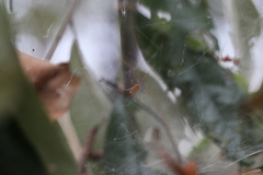 Theridion pyramidale