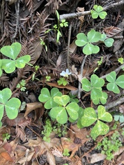 Oxalis oregana