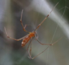 Theridion pyramidale