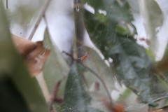Theridion pyramidale