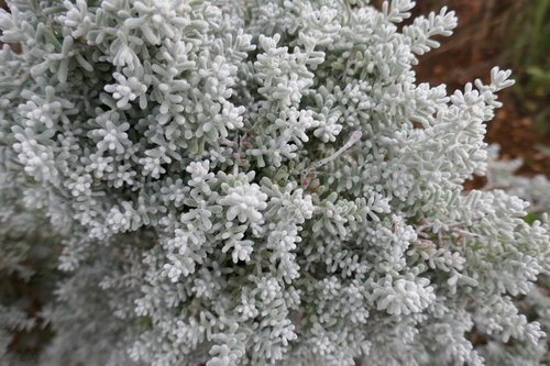 Image of Maireana sedifolia by (c) Gary Williams, some rights reserved (CC BY-SA)