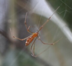 Theridion pyramidale