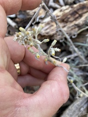 Pseudognaphalium beneolens