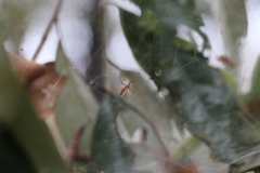 Theridion pyramidale