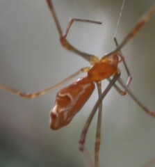 Theridion pyramidale