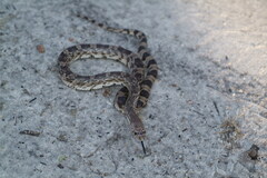 Pituophis melanoleucus mugitus