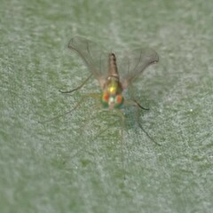 Amblypsilopus psittacinus