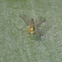 Amblypsilopus psittacinus