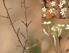Chaenostoma campanulatum