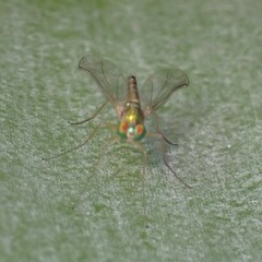 Amblypsilopus psittacinus