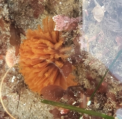 Eudistylia polymorpha