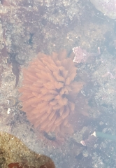 Eudistylia polymorpha