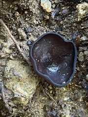 Pseudoplectania nigrella