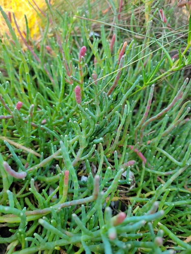 American Glasswort foliage