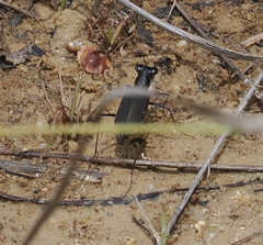 Myriochila semicincta