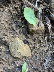 Pseudoplectania nigrella