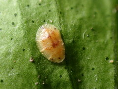 Coccinae