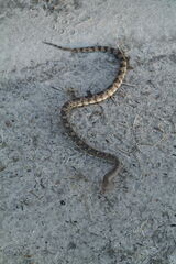 Pituophis melanoleucus mugitus