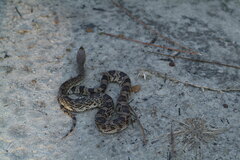 Pituophis melanoleucus mugitus