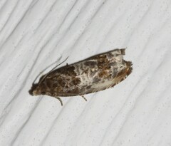 Notocelia rosaecolana