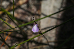 Utricularia lateriflora