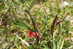 Grevillea oleoides