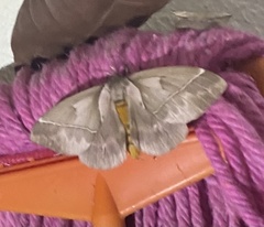 Pseudodirphia eupanamensis