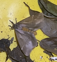 Pseudodirphia eupanamensis