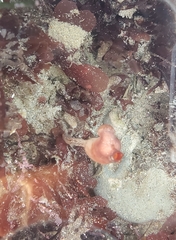 Styela montereyensis