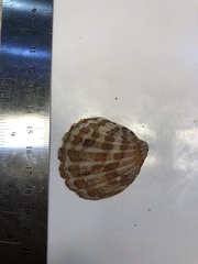 Axinactis delessertii