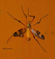 Pselliophora
