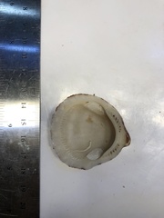 Axinactis delessertii