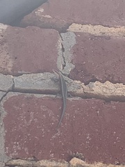 Cryptoblepharus buchananii