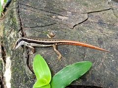 Sphenomorphus dussumieri