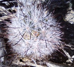 Mammillaria tetrancistra