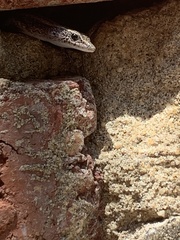 Cryptoblepharus buchananii