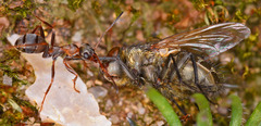 Formica cunicularia