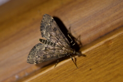 Proternia philocapna