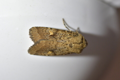 Proteuxoa tetronycha