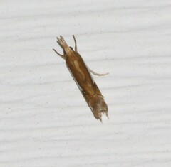 Crambus bidens