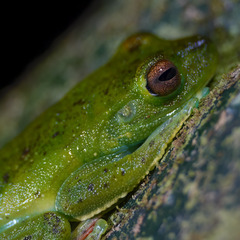 Boana rufitela