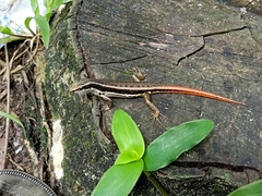 Sphenomorphus dussumieri