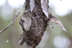 Polyrhachis australis