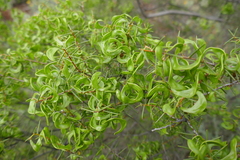 Acacia colletioides