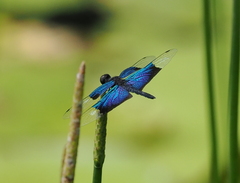 Rhyothemis resplendens