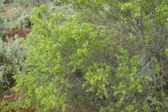 Acacia colletioides