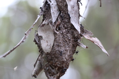 Polyrhachis australis