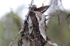 Polyrhachis australis